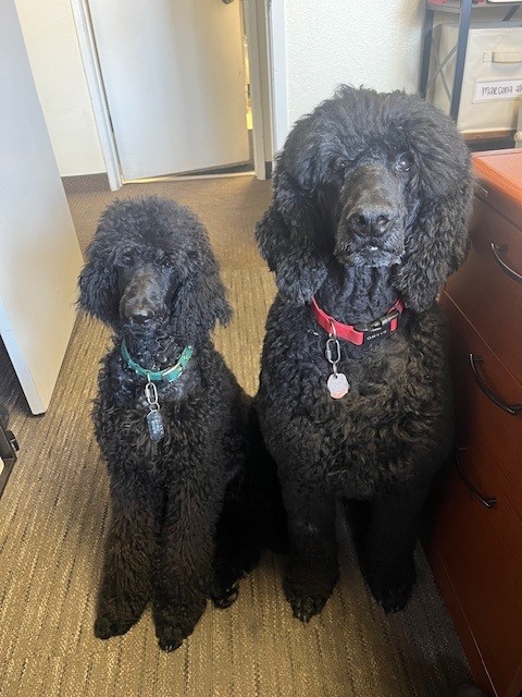 The Poodles | Eberle Winery